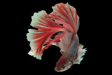 Red and white colors of the betta fish's scales create a beautiful contrast, adding depth and...