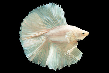 Pure white coloration of the betta fish symbolizes purity, clarity and tranquility evoking a sense...