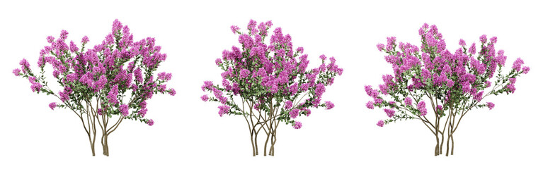 Lagerstroemia indica tree on transparent background, garden plants, outdoor plant, 3d render illustration.