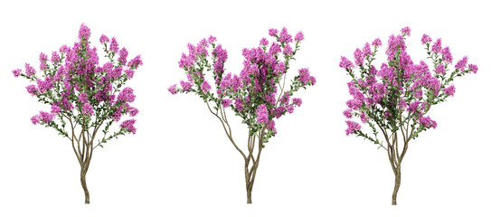 Lagerstroemia indica tree on transparent background, garden plants, outdoor plant, 3d render illustration.
