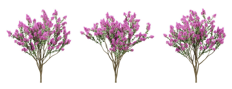 Lagerstroemia indica tree on transparent background, garden plants, outdoor plant, 3d render illustration.