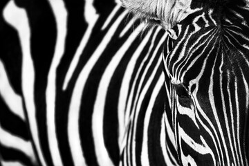 Fototapeta na wymiar Zebra skin pattern