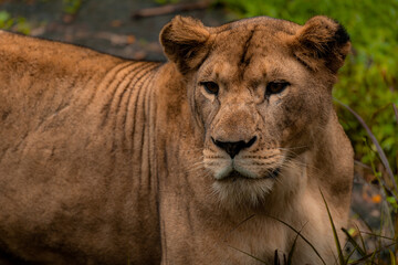 Head portrait of a lioness looking at the camera, close up with copy space