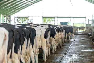 cows in a row while feeding on a farm, rear view