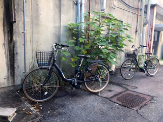 Fototapeta na wymiar Bikes parked by a plant in front of a building