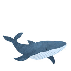 whale illustration