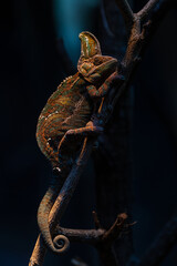chameleon isolated on large black background, selective focus
