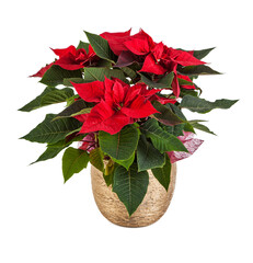 Christmas flower poinsettia isolated on white background with clipping path