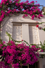 Red bougainvillea climbing on the wall of  house in Rethymnon, Crete, Greece