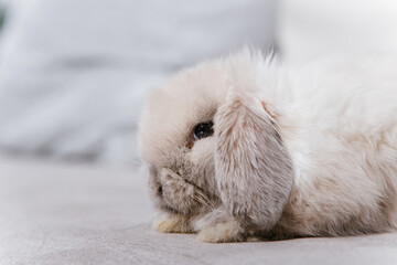 Close-up portrait of a gray lop-eared rabbit sitting on a sofa.