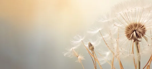 Fotobehang Condolence, grieving card, loss, funerals, support. Beautiful elegant dandelion on a neutral background for sending words of support and comfort. © Caphira Lescante