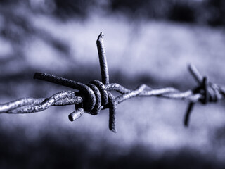 barbed wire close-up in black & white