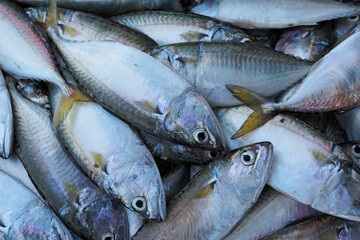 Close-up fresh mackerel fish