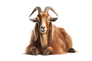 Goat On White Background