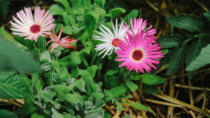 Dorotheanthus mix multicolored flower closeup in the vegetable garden selective focus