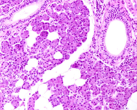 Human parotid gland