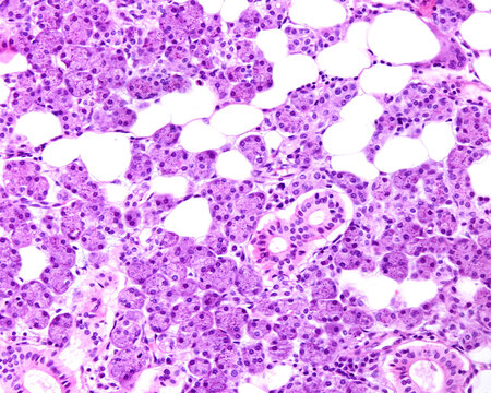 Human parotid gland