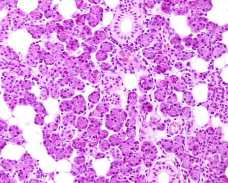 Human parotid gland