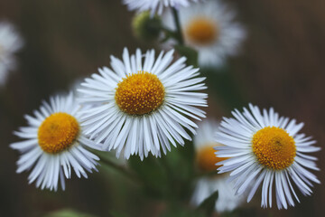Obraz premium daisy fleabane Erigeron annuus in the garden