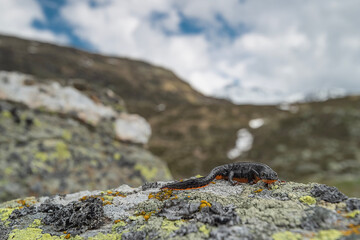 A mighty amphibian of the Alps, the Alpine newt (Ichthyosaura alpestris)