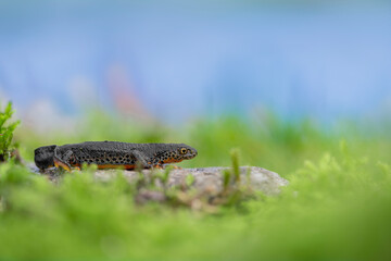 Alpine newt on the riverside (Ichthyosaura alpestris)	