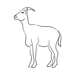 Goat illustration in hand drawn design. Vector.