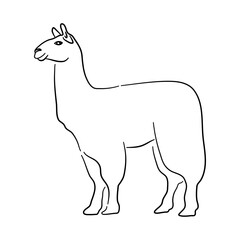 Llama illustration in hand drawn design. Vector.