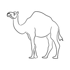 Camel illustration in hand drawn design. Vector.
