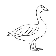 Goose illustration in hand drawn design. Vector.
