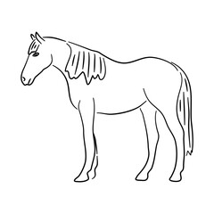 Hand drawn illustration of a Horse. Vector isolated on a white background.