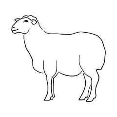 Sheep illustration in hand drawn design. Vector.