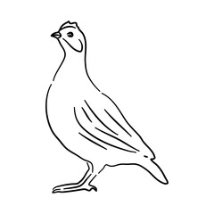 Quails illustration in hand drawn design. Vector.