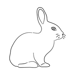 Hand drawn illustration of a Rabbit. Vector isolated on a white background.