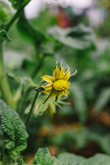 tomato plant flower in spring closeup in vegetable garden