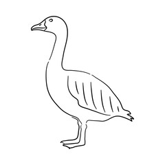 Hand drawn illustration of a Goose. Vector isolated on a white background.
