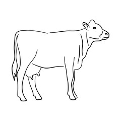 Hand drawn illustration of a Cow. Vector isolated on a white background.