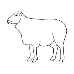 Hand drawn illustration of a Sheep. Vector isolated on a white background.