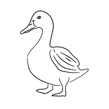 Hand drawn illustration of a Duck. Vector isolated on a white background.
