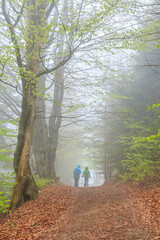 Tourist trail from Wierchomla Mała to Długie Młaki during bad foggy weather near...