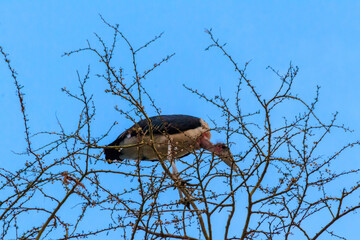 Marabou stork (Leptoptilos crumeniferus) on a tree
