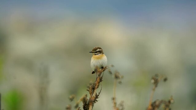 Wildlife &ndash; birds. The Whinchat breeds in a wide variety of habitats, such as wet meadows, heaths, open fields, shrubs, which contain a large number of insects.