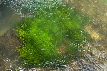 green algae floating in under river