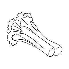 Celery doodle icon. Hand drawn black sketch. Vector Illustration.