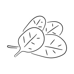 Hand-drawn black sketch of spinach in a doodle icon. Vector illustration.