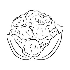 Cauliflower doodle icon. Hand drawn black sketch. Vector Illustration.