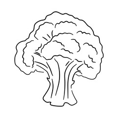 Broccoli doodle icon. Hand drawn black sketch. Vector Illustration.