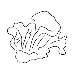 Chanterelle doodle icon. Hand drawn black sketch. Vector Illustration.