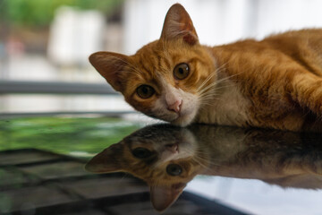 Sleepy Cat Lying On the Roof of a Car Staring at the Camera