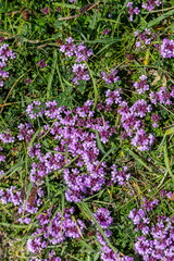Obraz premium Looking down at pretty wild thyme flowers in the summer sunshine