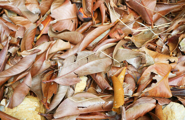 Closeup of dry fallen leaf carpet in the forest